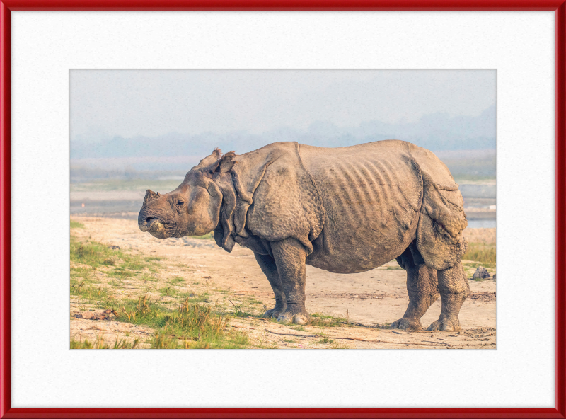 Indian Rhinoceros - Great Pictures Framed