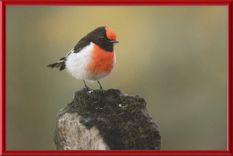 Red-capped Robin - Bimbi - Great Pictures Framed