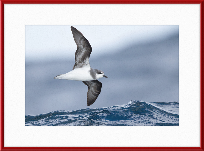 Pterodroma mollis - Tasmania - Great Pictures Framed