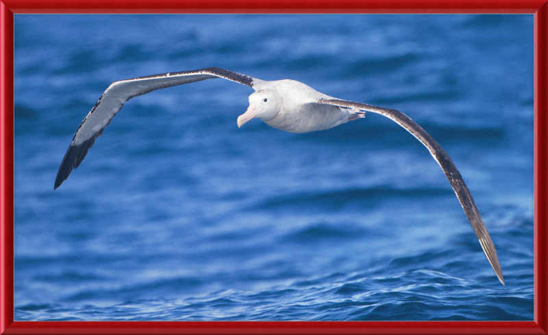 Diomedea Exulans in flight - SE Tasmania - Great Pictures Framed