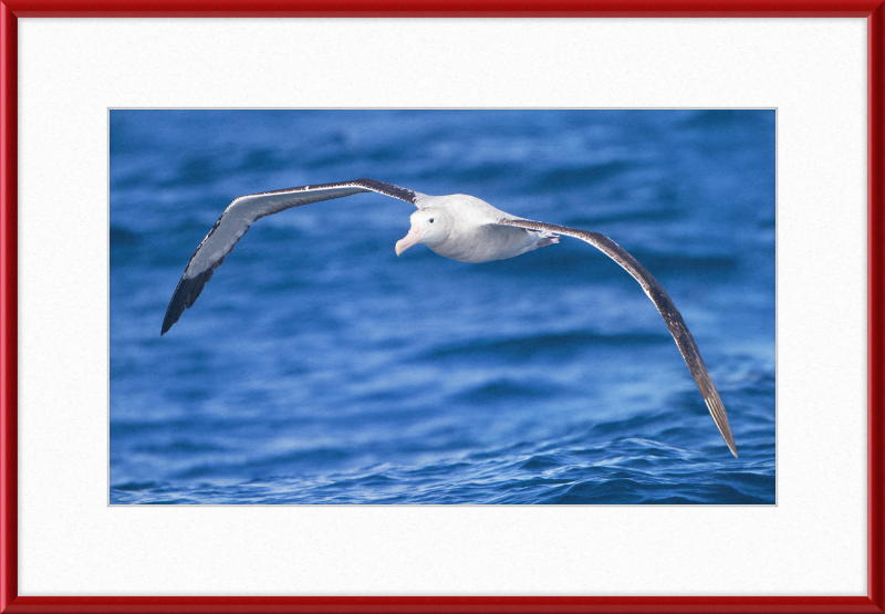 Diomedea Exulans in flight - SE Tasmania - Great Pictures Framed