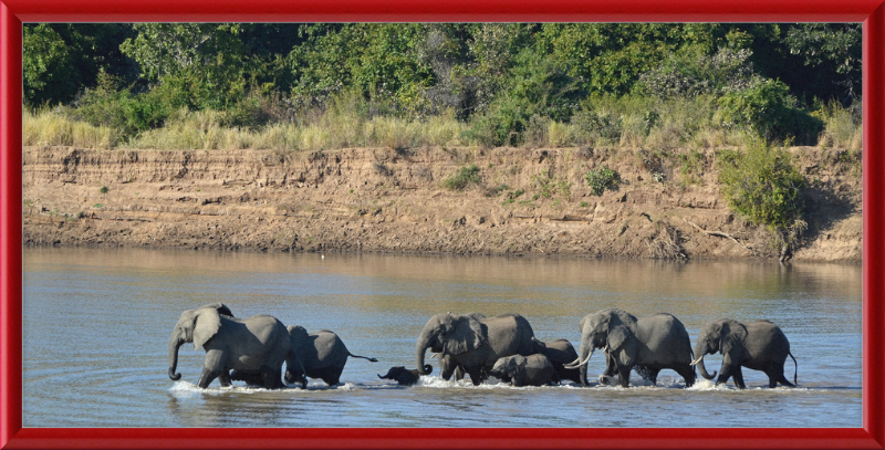 Loxodonta africana South Luangwa National Park (1) - Great Pictures Framed