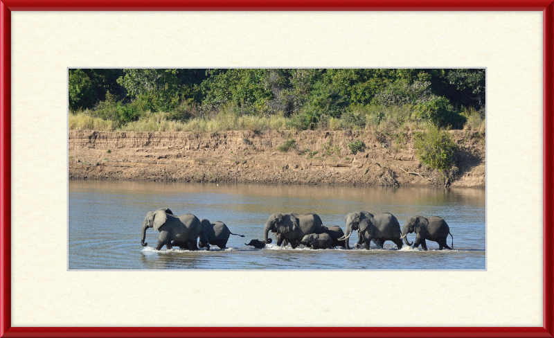 Loxodonta africana South Luangwa National Park (1) - Great Pictures Framed