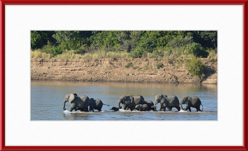 Loxodonta africana South Luangwa National Park (1) - Great Pictures Framed