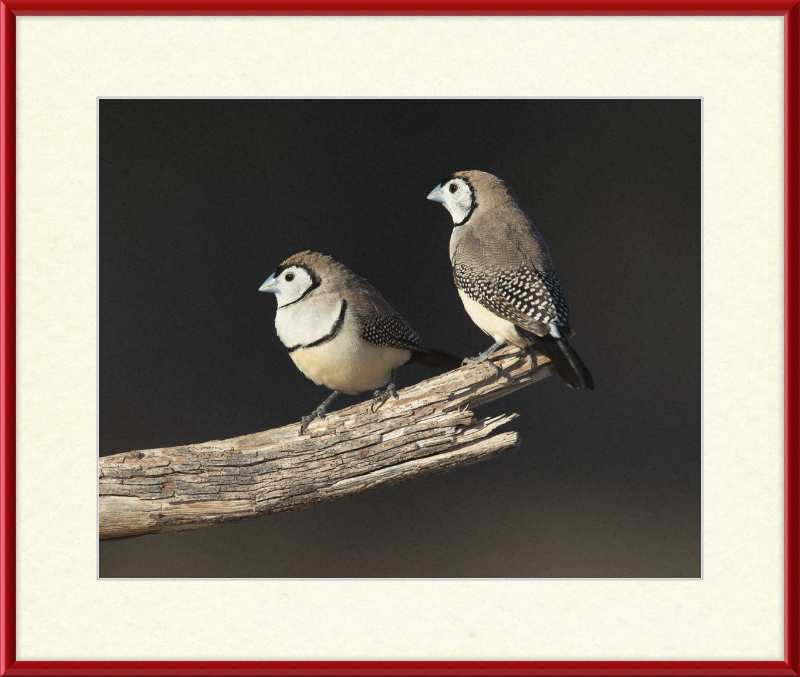 Taeniopygia bichenovii - Glen Alice - Great Pictures Framed