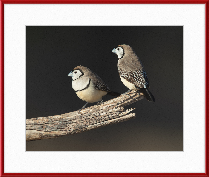 Taeniopygia bichenovii - Glen Alice - Great Pictures Framed