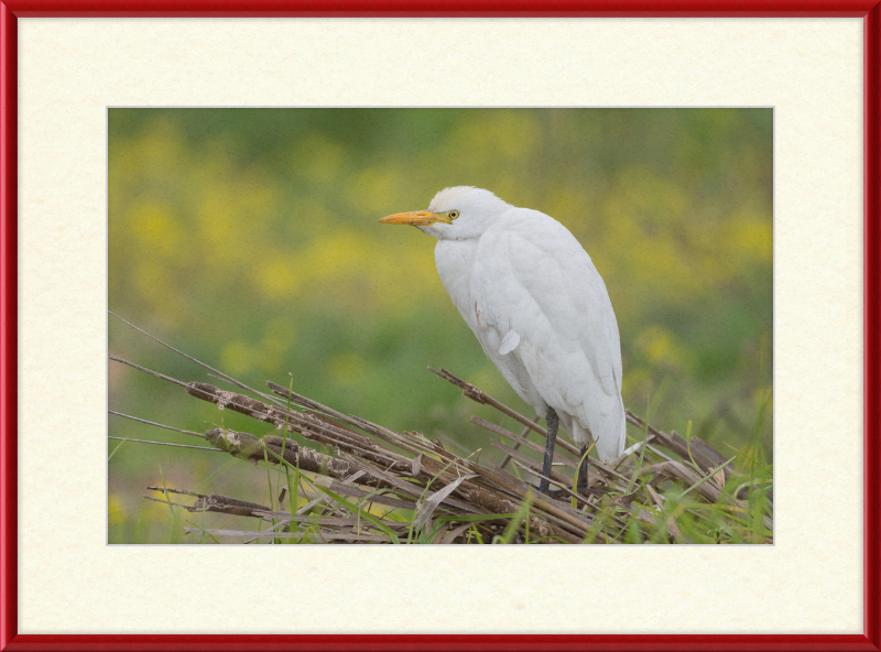 Cattle Egret on a Lake South of Tunis - Great Pictures Framed