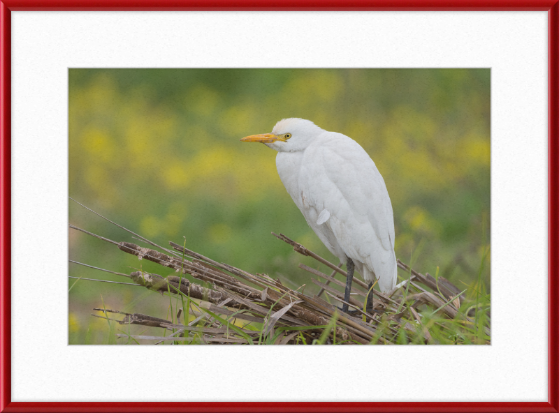 Cattle Egret on a Lake South of Tunis - Great Pictures Framed