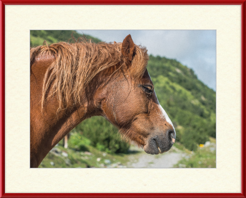 Galtar - Pferdekopf - Great Pictures Framed