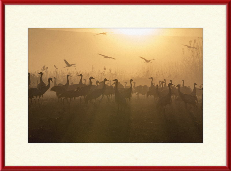 Cranes at Agamon HaHula - Great Pictures Framed