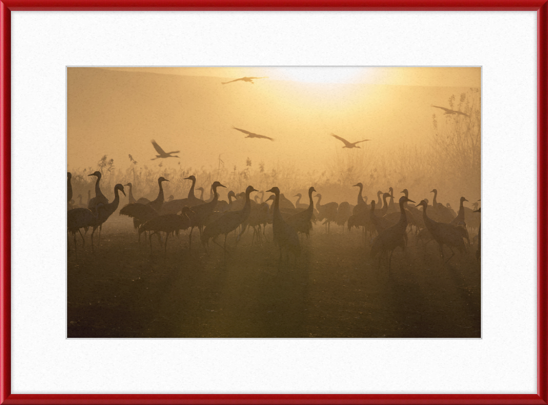 Cranes at Agamon HaHula - Great Pictures Framed