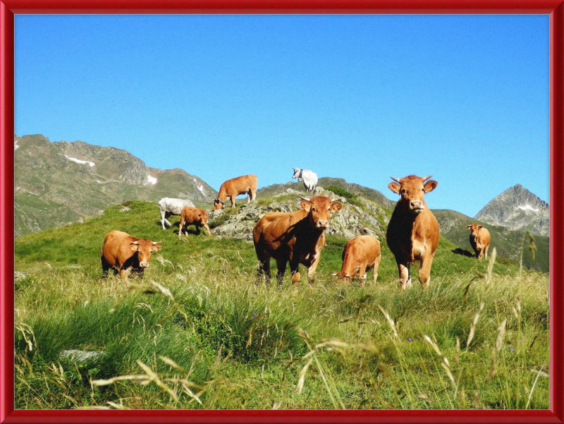 Ariege's Cows - Great Pictures Framed