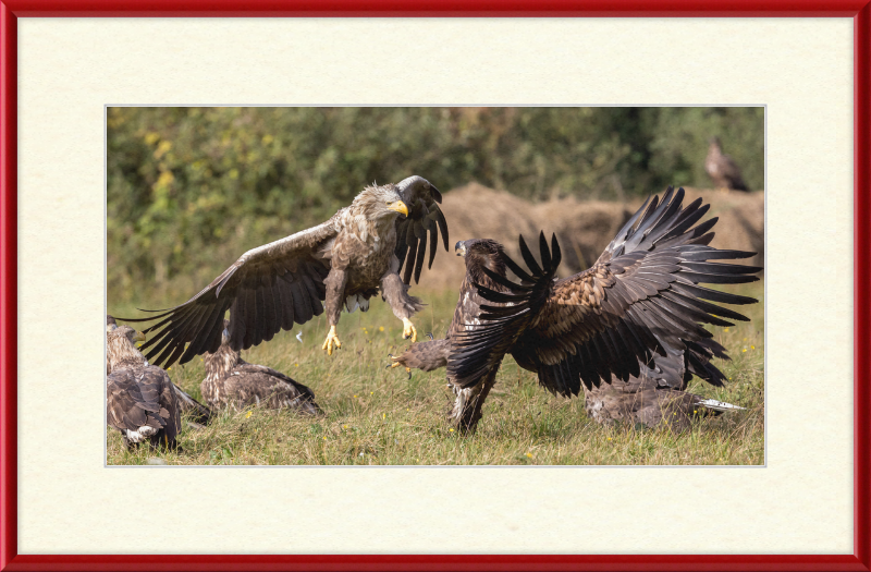 Fighting White-Tailed Eagles - Great Pictures Framed