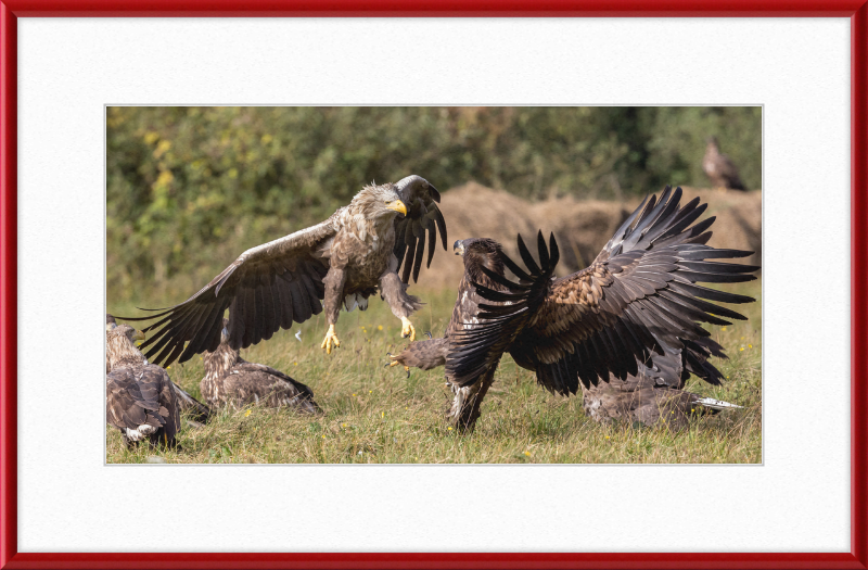 Fighting White-Tailed Eagles - Great Pictures Framed