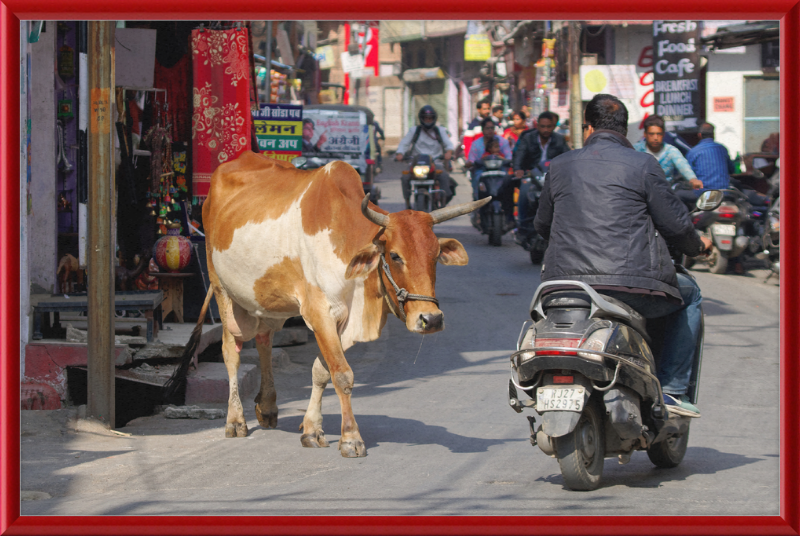 A Cow on the Streets of Udaipur - Great Pictures Framed