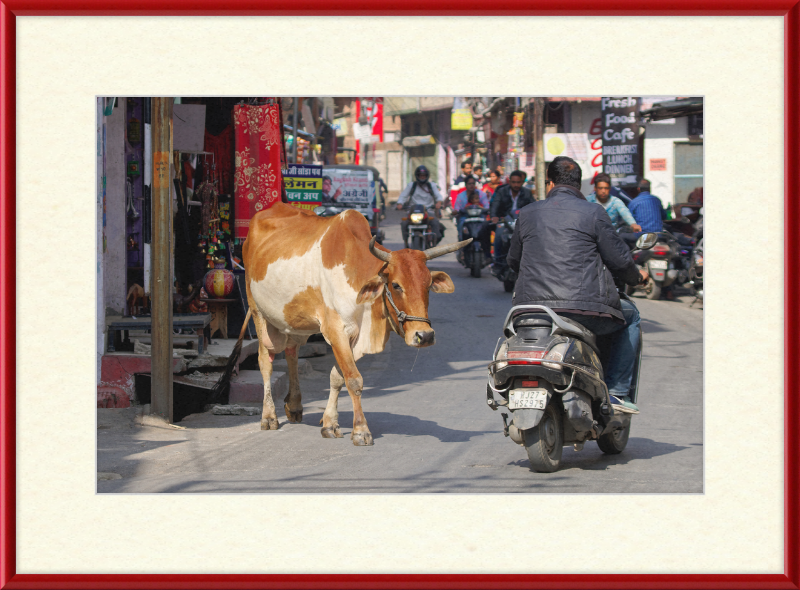 A Cow on the Streets of Udaipur - Great Pictures Framed