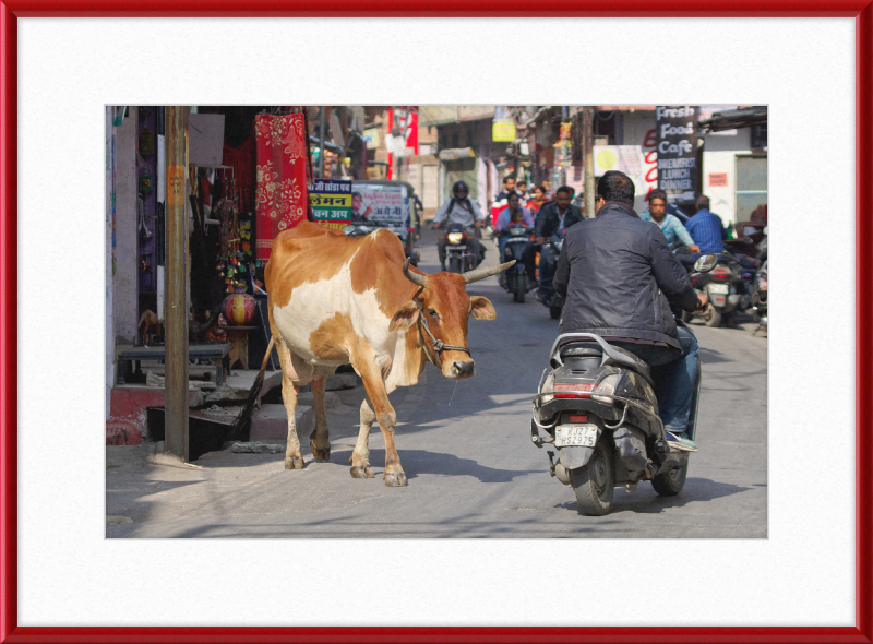 A Cow on the Streets of Udaipur - Great Pictures Framed