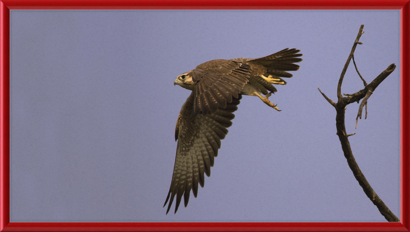 Laggar Falcon in Flight - Great Pictures Framed