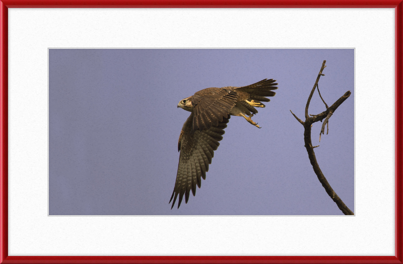 Laggar Falcon in Flight - Great Pictures Framed