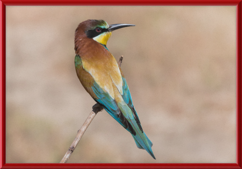 European Bee-eater - Great Pictures Framed