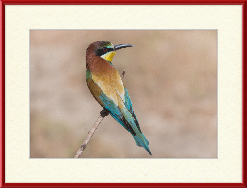 European Bee-eater - Great Pictures Framed