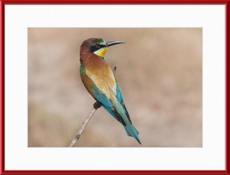 European Bee-eater - Great Pictures Framed