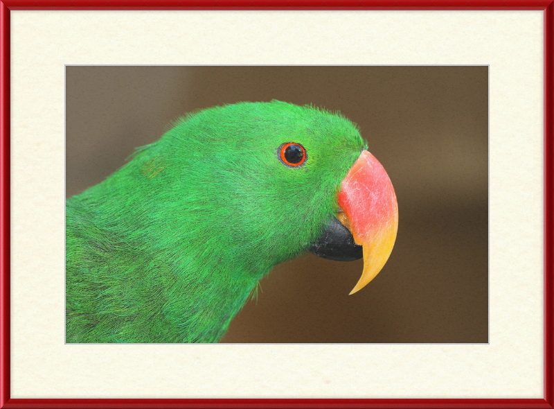 Eclectus Roratus - Great Pictures Framed
