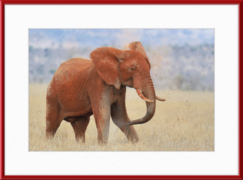 Red Elephant in Dirt - Great Pictures Framed