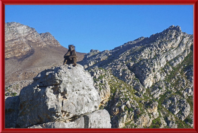 The Steenbras River Gorge Monkey - Great Pictures Framed