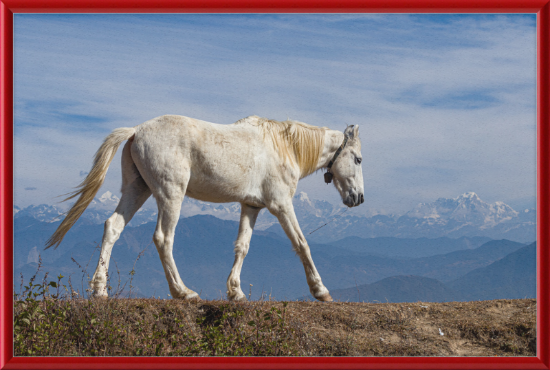 Domestic Horse at Suryachaur with the mountains in the Back - Great Pictures Framed