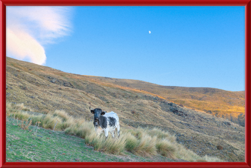 Cow in Sierra Nevada National Park - Great Pictures Framed