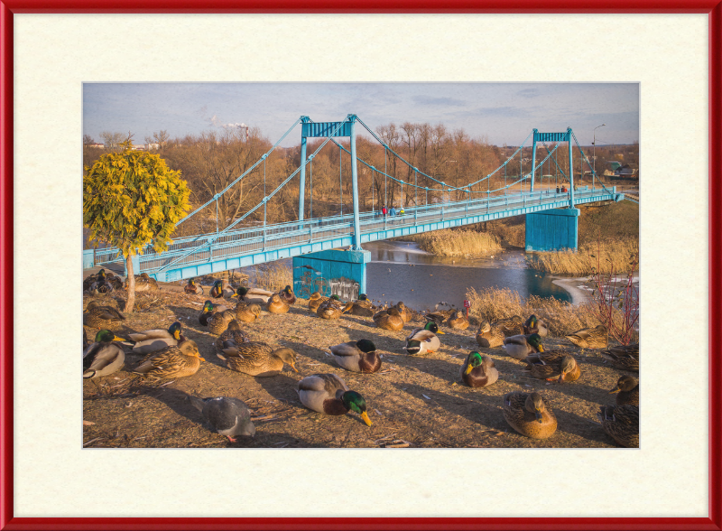 Ducks on the Embankment - Great Pictures Framed