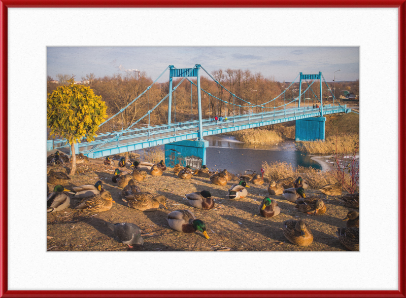 Ducks on the Embankment - Great Pictures Framed