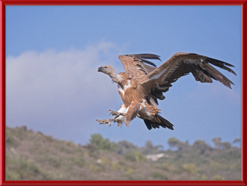 The Flight of a Griffon - Great Pictures Framed