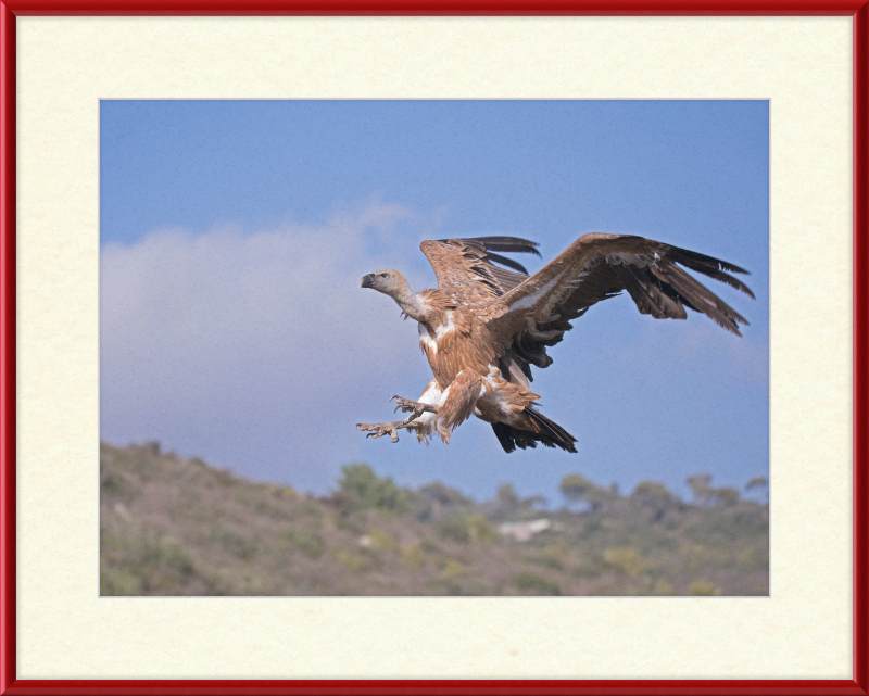 The Flight of a Griffon - Great Pictures Framed