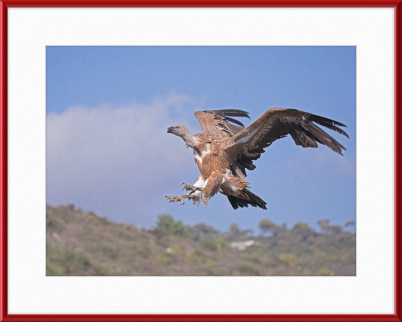 The Flight of a Griffon - Great Pictures Framed