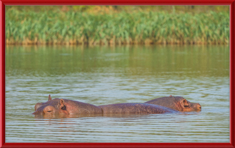 Hippos – Lake Tana near Bahir Dar, Ethiopia - Great Pictures Framed