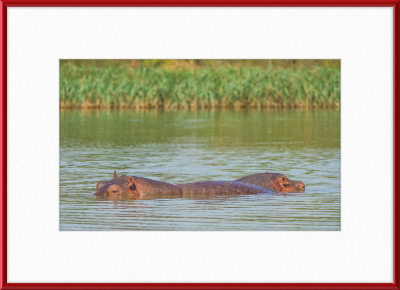 Hippos – Lake Tana near Bahir Dar, Ethiopia - Great Pictures Framed
