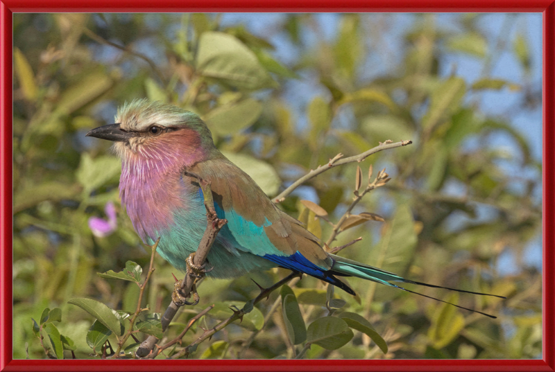 Lilac-Breasted Roller (Coracias Caudatus Caudatus) Botswana - Great Pictures Framed