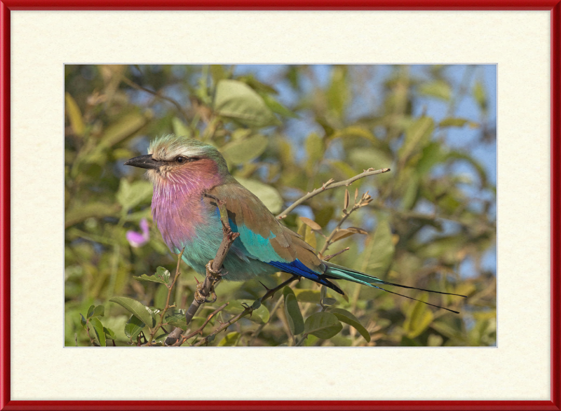 Lilac-Breasted Roller (Coracias Caudatus Caudatus) Botswana - Great Pictures Framed