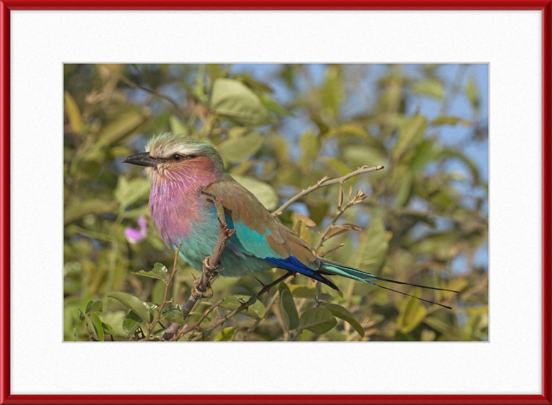 Lilac-Breasted Roller (Coracias Caudatus Caudatus) Botswana - Great Pictures Framed