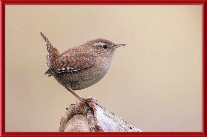 Eurasian Wren - Great Pictures Framed