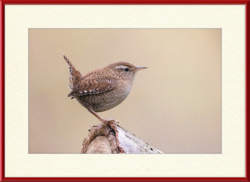 Eurasian Wren - Great Pictures Framed
