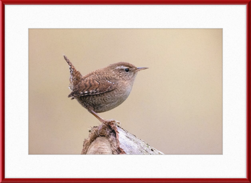 Eurasian Wren - Great Pictures Framed