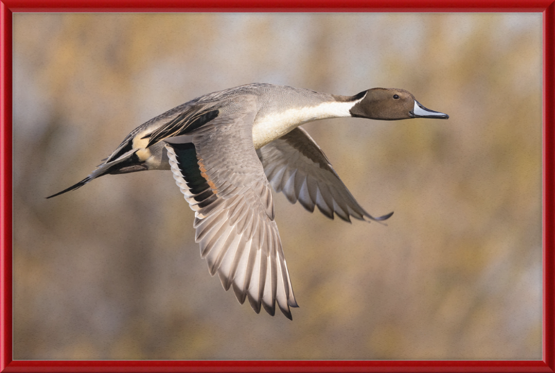 Male Northern Pintail (Anas Acuta) In Flight at Llano Seco - Great Pictures Framed