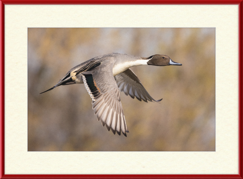Male Northern Pintail (Anas Acuta) In Flight at Llano Seco - Great Pictures Framed