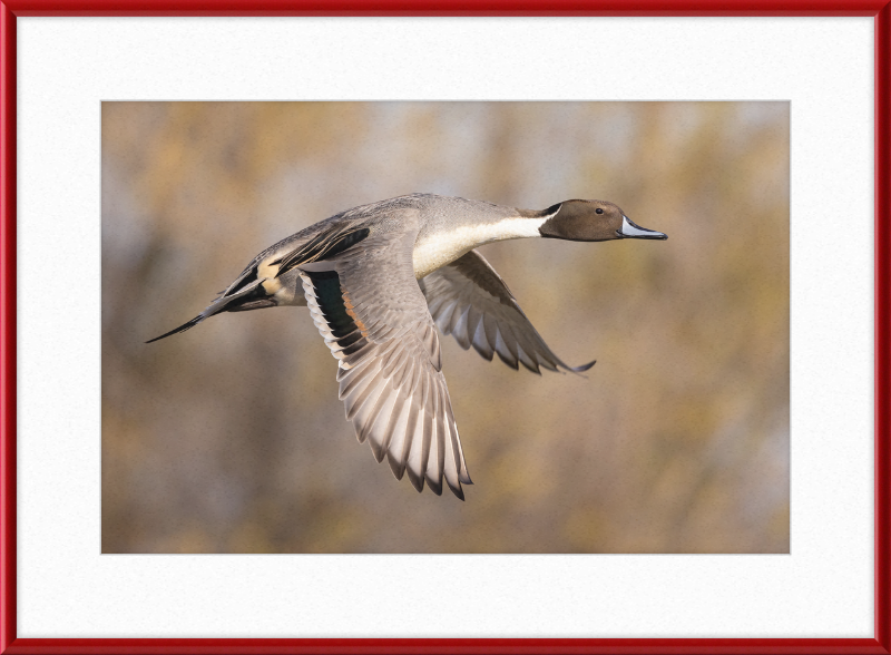Male Northern Pintail (Anas Acuta) In Flight at Llano Seco - Great Pictures Framed