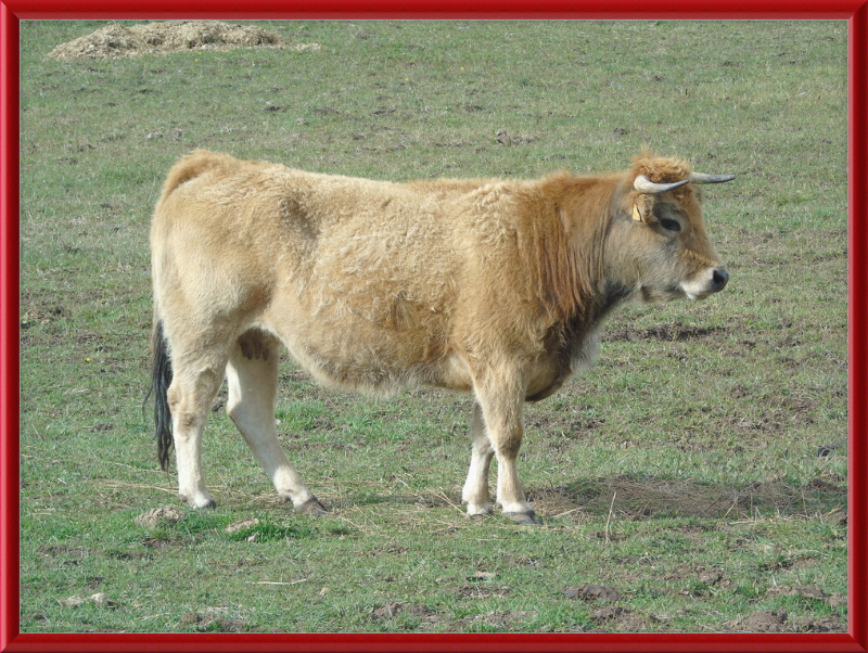 A Portrait of the San Emiliano Bull - Great Pictures Framed