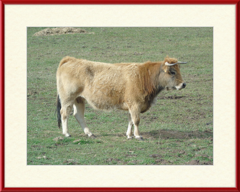 A Portrait of the San Emiliano Bull - Great Pictures Framed