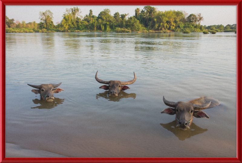 Three Buffaloes Heads Above Water in Si Phan Don - Great Pictures Framed